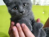 Scottish Fold Ve Shorthair