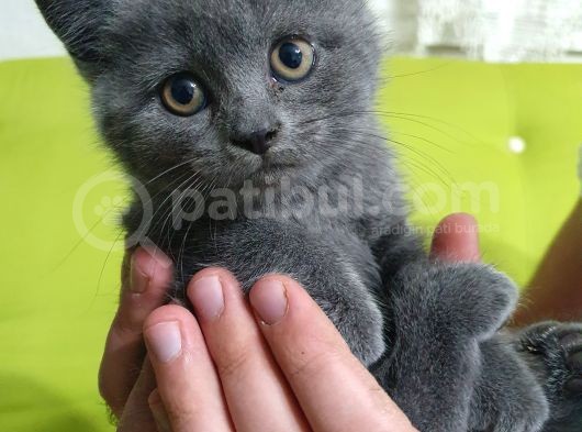 Scottish Fold Ve Shorthair görsel