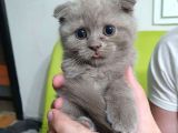 Scottish Fold Ve Shorthair