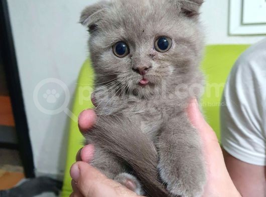 Scottish Fold Ve Shorthair