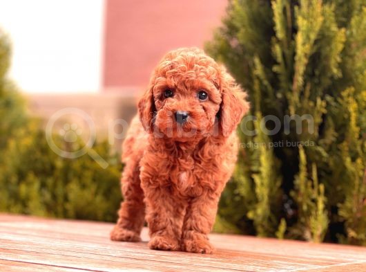 Toy Poodle Yavrular ( Red,Red Brown,Apricot,Silver,Siyah) görsel
