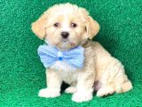 Minik Maltipoo Yavru