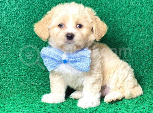 Minik Maltipoo Yavru görsel