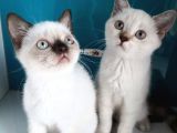 Safkan British Shorthair