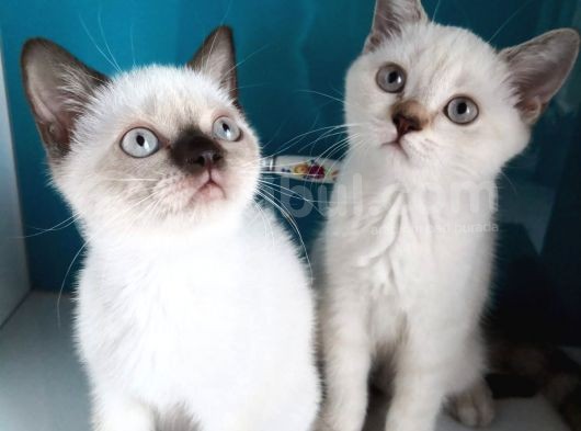 Safkan British Shorthair