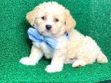 Minik Maltipoo Yavru