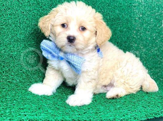 Minik Maltipoo Yavru