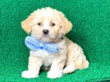 Minik Maltipoo Yavru