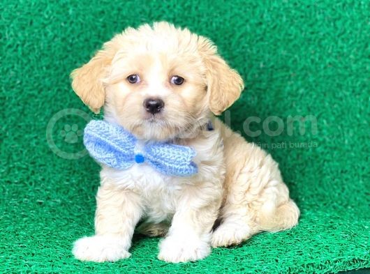 Minik Maltipoo Yavru görsel