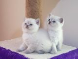 British Shorthair Yavruları