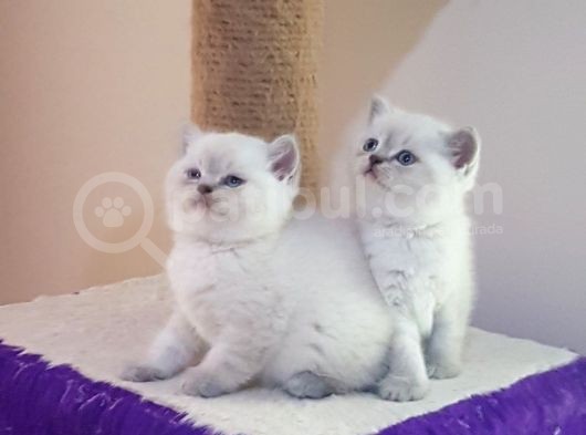 British Shorthair Yavruları
