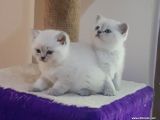 British Shorthair Yavruları