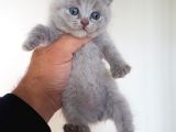 British Shorthair Yavruları
