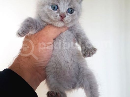 British Shorthair Yavruları görsel