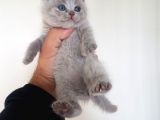 British Shorthair Yavruları