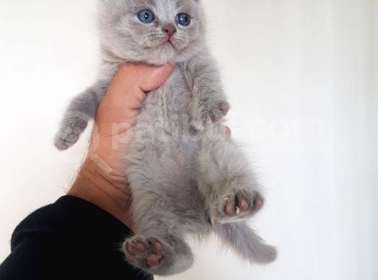 British Shorthair Yavruları görsel