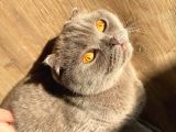 2 Yaşında Safkan Show Kalite Lilac Dişi Scottish Fold