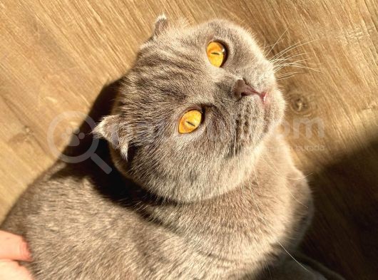 2 Yaşında Safkan Show Kalite Lilac Dişi Scottish Fold