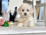 Maltese Mini Boy Yavrular