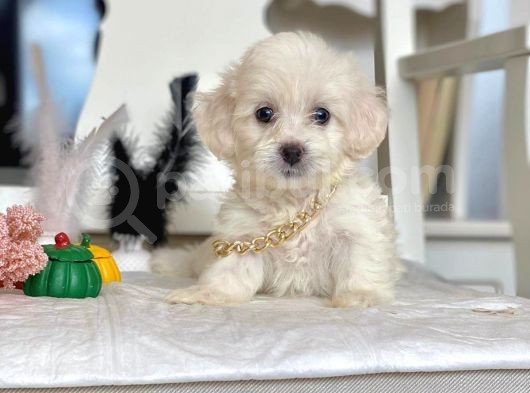 Maltese Mini Boy Yavrular