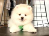 Tatli Pomerani̇an Boo
