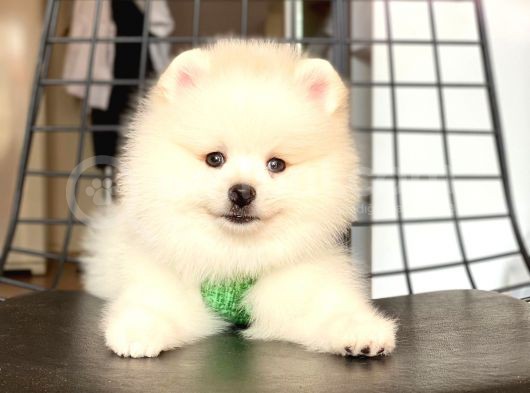 Tatli Pomerani̇an Boo