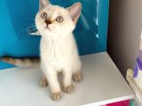 Safkan British Shorthair