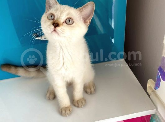 Safkan British Shorthair görsel
