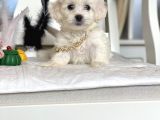 Maltese Mini Boy Yavrular