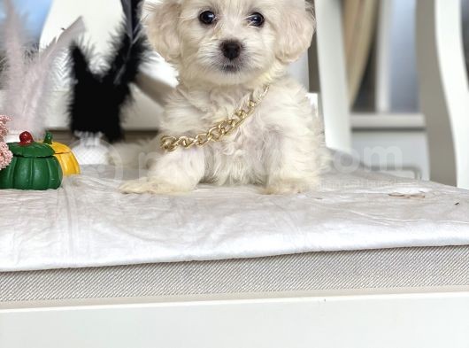 Maltese Mini Boy Yavrular görsel
