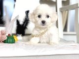 Maltese Mini Boy Yavrular