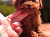 Toy Poodle Yavrular ( Red,Red Brown,Apricot,Silver,Siyah)