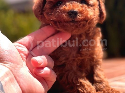Toy Poodle Yavrular ( Red,Red Brown,Apricot,Silver,Siyah) görsel