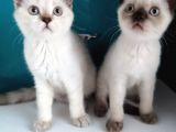 Safkan British Shorthair