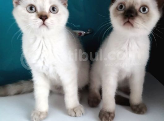Safkan British Shorthair görsel