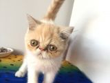 Exotic Shorhair Kedi Dişi