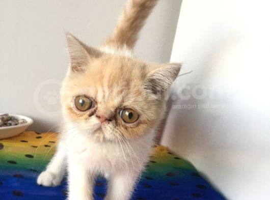Exotic Shorhair Kedi Dişi görsel