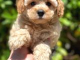 Toy Poodle Yavrular ( Red,Red Brown,Apricot,Silver,Siyah)