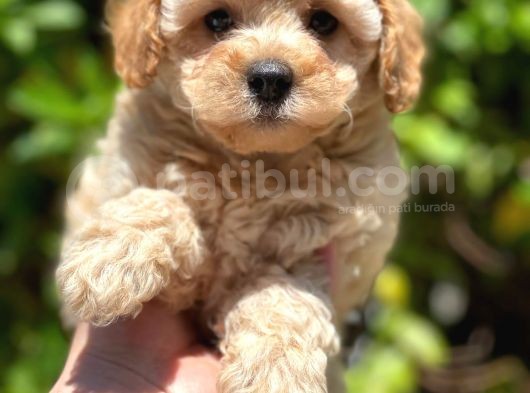 Toy Poodle Yavrular ( Red,Red Brown,Apricot,Silver,Siyah) görsel
