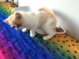 Exotic Shorhair Kedi Dişi