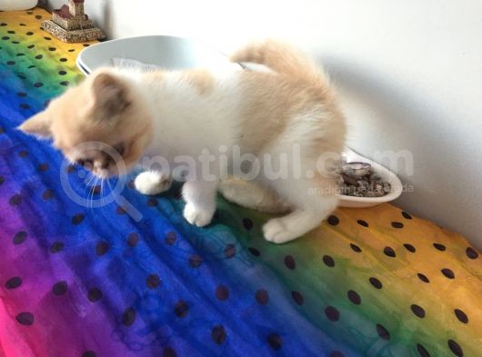 Exotic Shorhair Kedi Dişi görsel