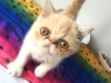 Exotic Shorhair Kedi Dişi