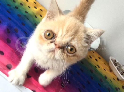 Exotic Shorhair Kedi Dişi görsel
