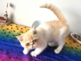 Exotic Shorhair Kedi Dişi