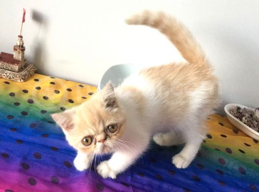 Exotic Shorhair Kedi Dişi