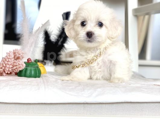 Maltese Mini Boy Yavrular görsel