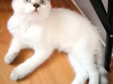 Safkan British Shorthair