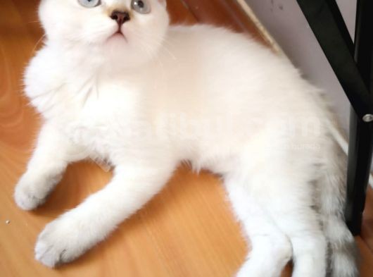 Safkan British Shorthair görsel