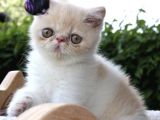 Exotic Shorhair Kedi Dişi