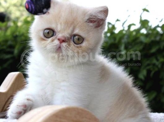 Exotic Shorhair Kedi Dişi görsel